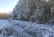 Bossen Hollandscheveld景点图片