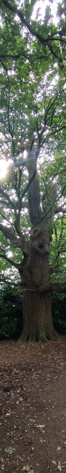 宁布鲁宫和花园-Beningbrough