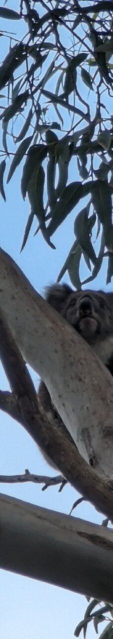 坎尼特河沿岸考拉步行道-Kennett River