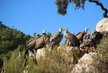 Observatorio de aves Mas de Bunyol景点图片