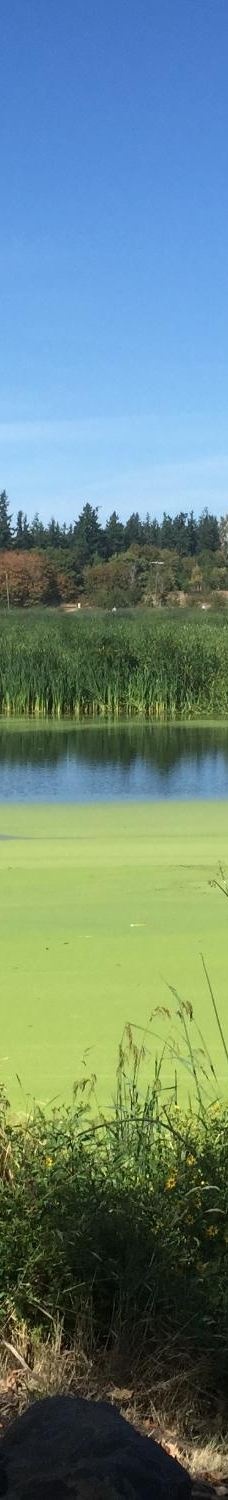 Talking Water Gardens-奥尔巴尼