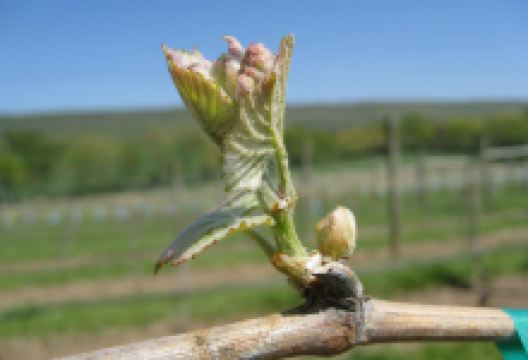 Bucks Valley Winery and Vineyards景点图片