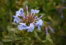 Melton Botanic Garden景点图片
