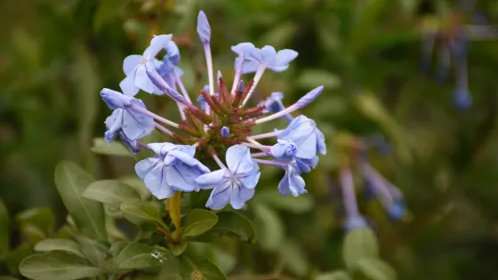 Melton Botanic Garden
