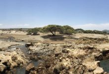 Abidjatta-Shalla National Park景点图片