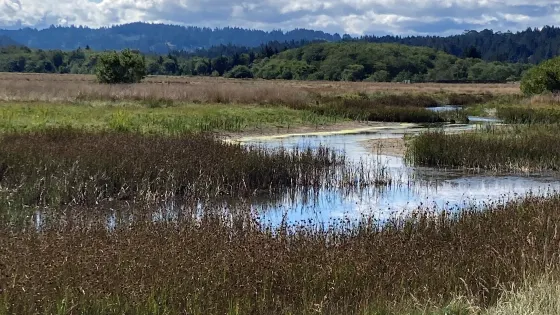 Humboldt Bay National Wildlife Refuge