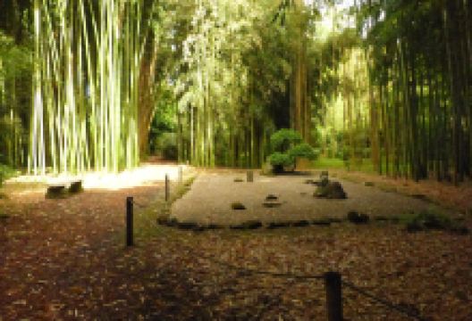 Bambous de Planbuisson景点图片