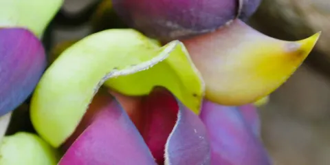 Growing Area of Kamaekazura