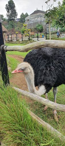 Lembang Park & Zoo-伦邦