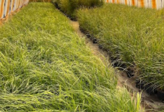 Hanga Gardening购物图片