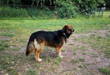 Hundebegegnungswiese Emstek景点图片