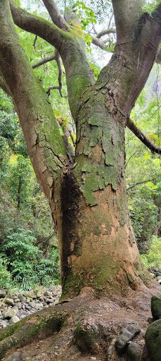 West Maui Forest Reserve-茂宜县