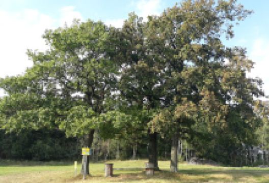 Windhaag (Herzsteinweg #5)景点图片