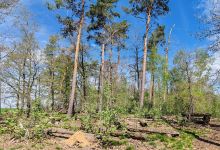 Aussichtspunkt Heiliges Holz景点图片