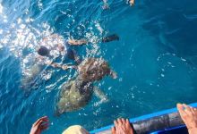 Turtles Swimming - São Pedro景点图片