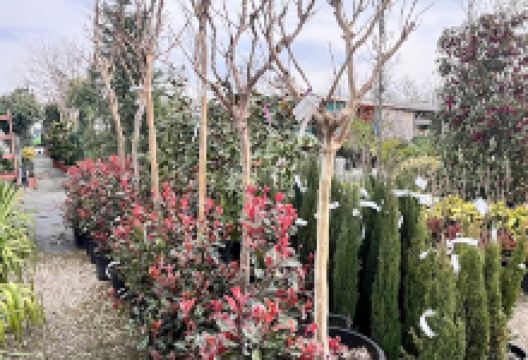 KertVilág - www.diszkertem.hu购物图片