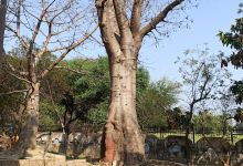 Devraha Baba Math Ashram Mail景点图片