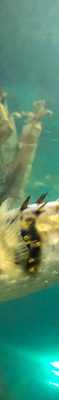 新西兰国家水族馆-纳皮尔
