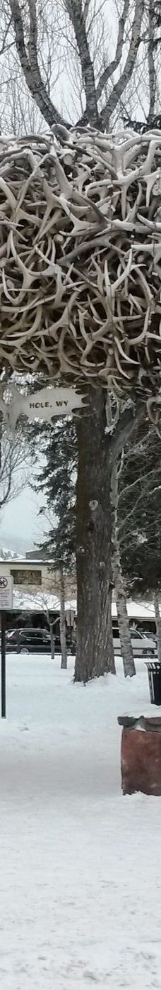 杰克逊鹿角公园-杰克逊