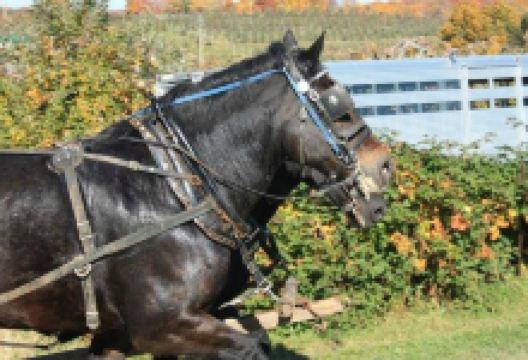 Soergel Orchards购物图片