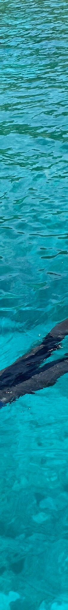 庆良间诸岛-座间味村