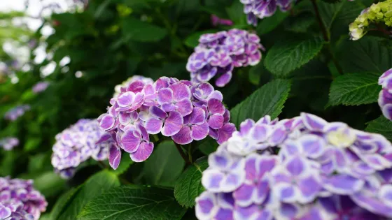 Nogoji Temple（Hydrangea Temple）
