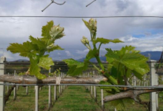 Azienda Vitivinicola Di Palma景点图片