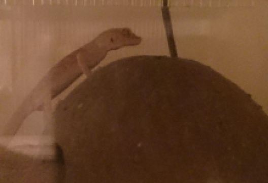 Team Reptiles景点图片