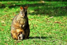 King Island Nature Reserve景点图片