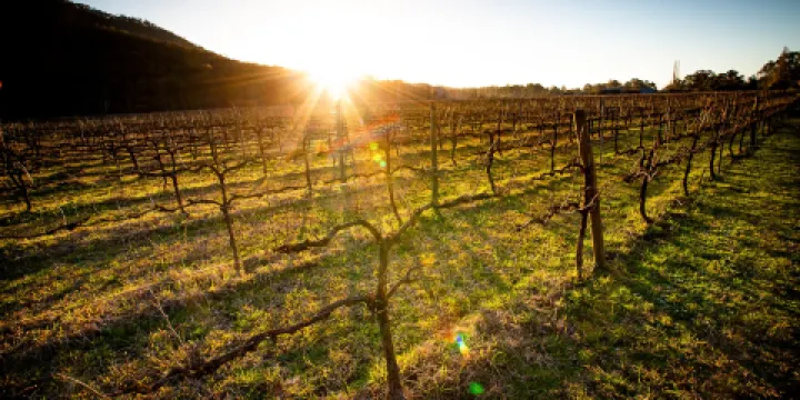 King River Estate Wines