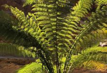 Ferntree Gully景点图片