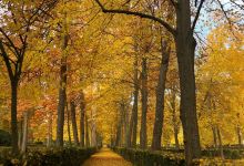 岛屿花园景点图片