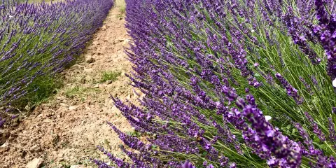 Lavanda di Maremma