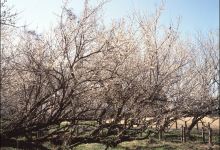 Yunomiya Zarombai景点图片