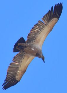 Vergenoeg Nature Reserve & Hiking Trail-Bojanala