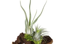 Invasión verde购物图片