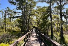 Jean Lafitte Nature Study Park景点图片
