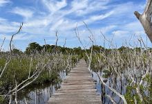 Bridge through mangrove景点图片