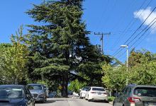 Climbing Water P-Patch Community Gardens景点图片