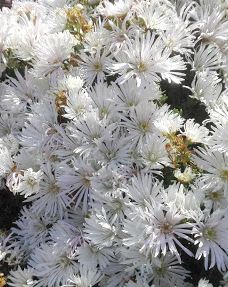 Yoshiumi Rose Park-今治市