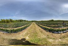 Jerry Marsh Farms景点图片