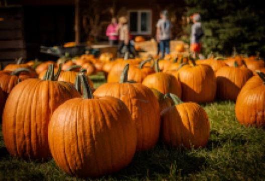 Lethbridge Corn Maze景点图片