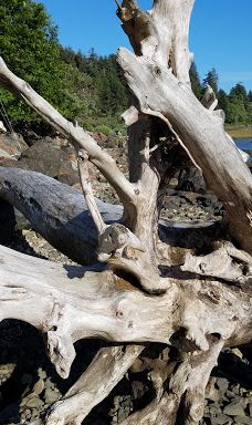 Chinook County Park-太平洋城县