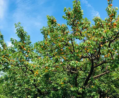 Cherry Avenue Farms