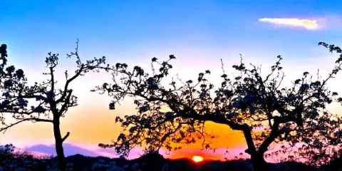 古勒城百年梨園