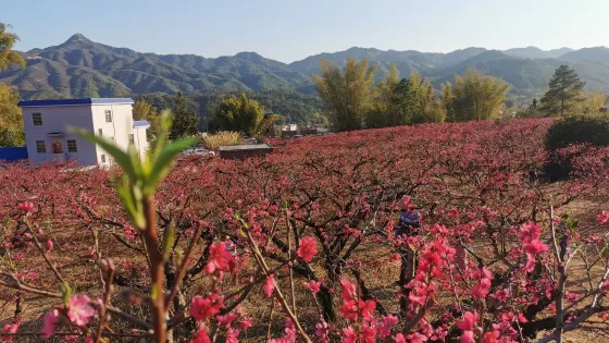 桃花源
