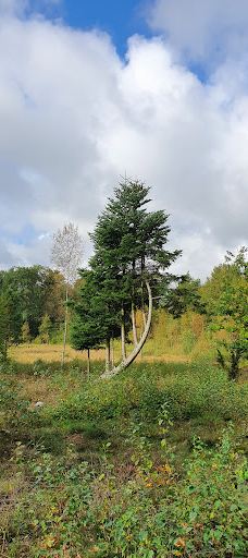 Rokkestenen-伯恩霍尔姆