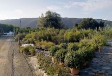 Jardineria Jaume购物图片