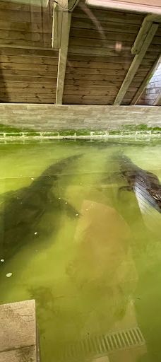 Krokodýli farma-皮塞克