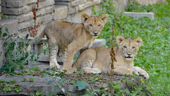 水牛城動物園